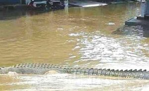 Read more about the article Geger Isu Kemunculan Buaya Saat Banjir di Pemalang, Polisi Pastikan Hoaks