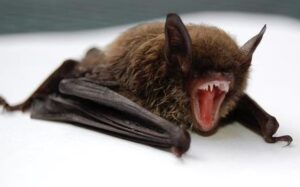 Read more about the article Penyebaran Virus Nipah di India, Ini Penjelasan Kemlu RI soal WNI