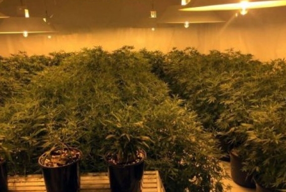 You are currently viewing Penggerebekan Narkoba Berujung Temuan Kebun Binatang Eksotis Ilegal